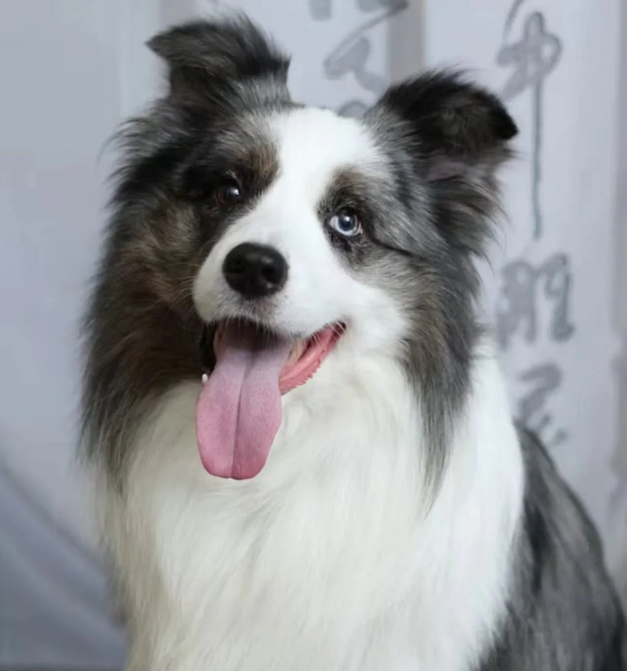 宠物定制油画 50x50cm | Custom Pet Oil Painting – Preserve Your Pet's Beauty Forever